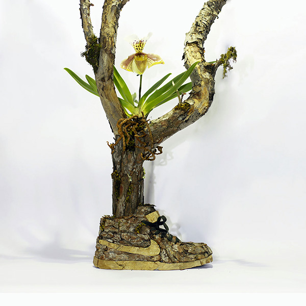 nike_tree_plant_epiphyte_ok_instagram_ok_12052014